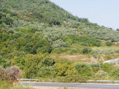 Αγροτεμάχιο 3690τμ Παράλια Λάρισας Αγροτεμάχιο 3690τμ Παράλια Λάρισας
